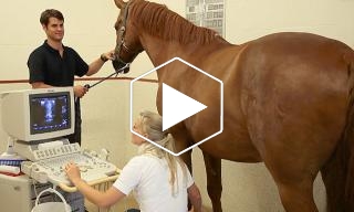Tierärztliche Klinik für Pferde Dres. Jahn/Sill/Lorenz/Brunk Partnerschaftsgesellschaft