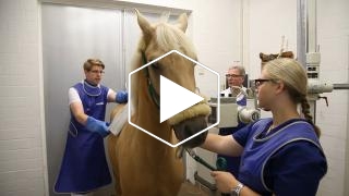 Tierärztliche Klinik für Pferde und Kleintierpraxis Börnsen